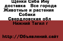 Щенки Сиба Ину доставка - Все города Животные и растения » Собаки   . Свердловская обл.,Нижний Тагил г.